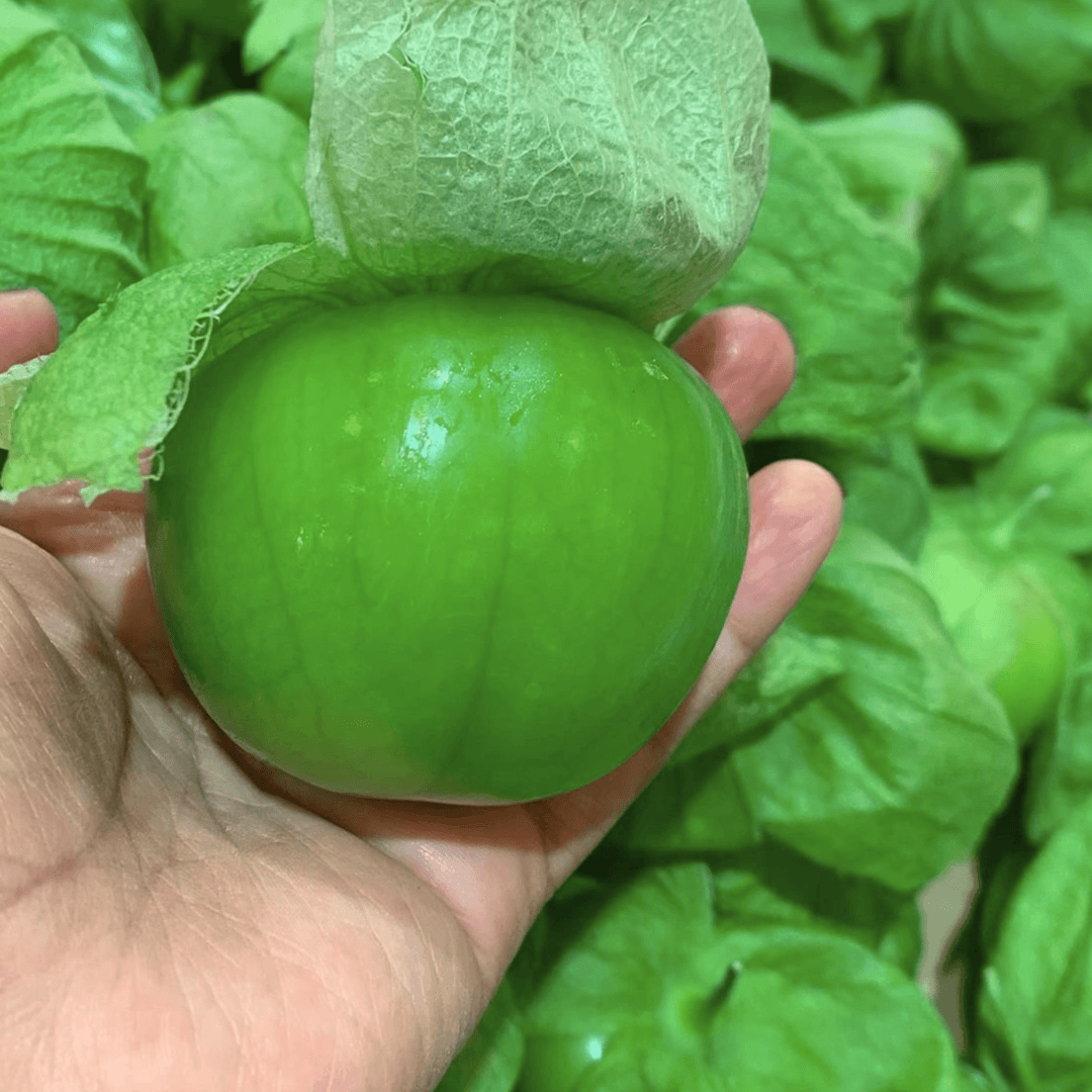 VORBESTELLUNG: Frische Tomatillos (grüne Tomaten) 500g