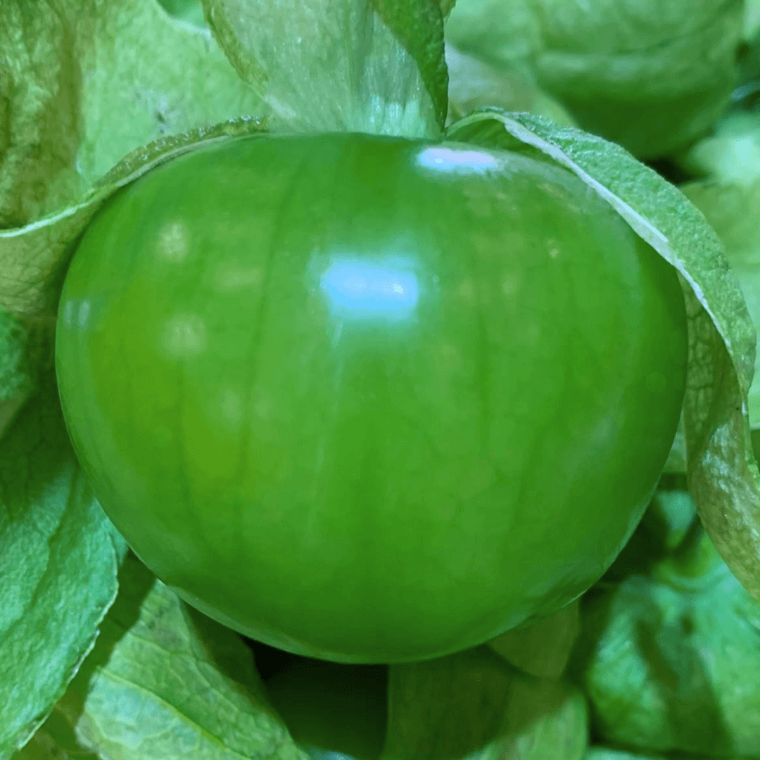 VORBESTELLUNG: Frische Tomatillos (grüne Tomaten) 500g