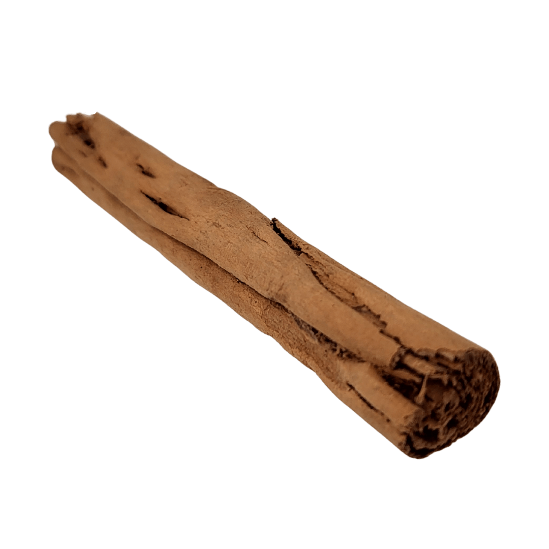 Zimtstange Canela isometrisch