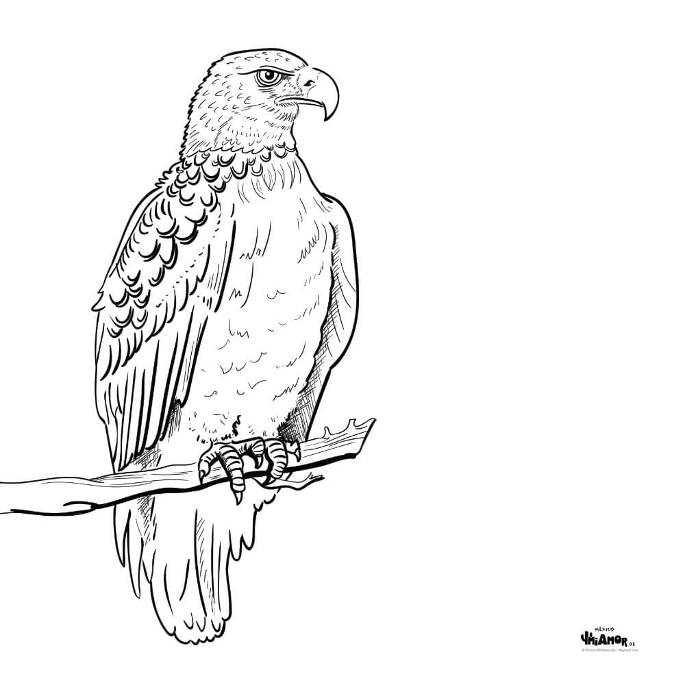 Coloring Picture Eagle Adler guila MexicoMiAmor coloring-picture-eagle-adler-guila-mexicomiamor