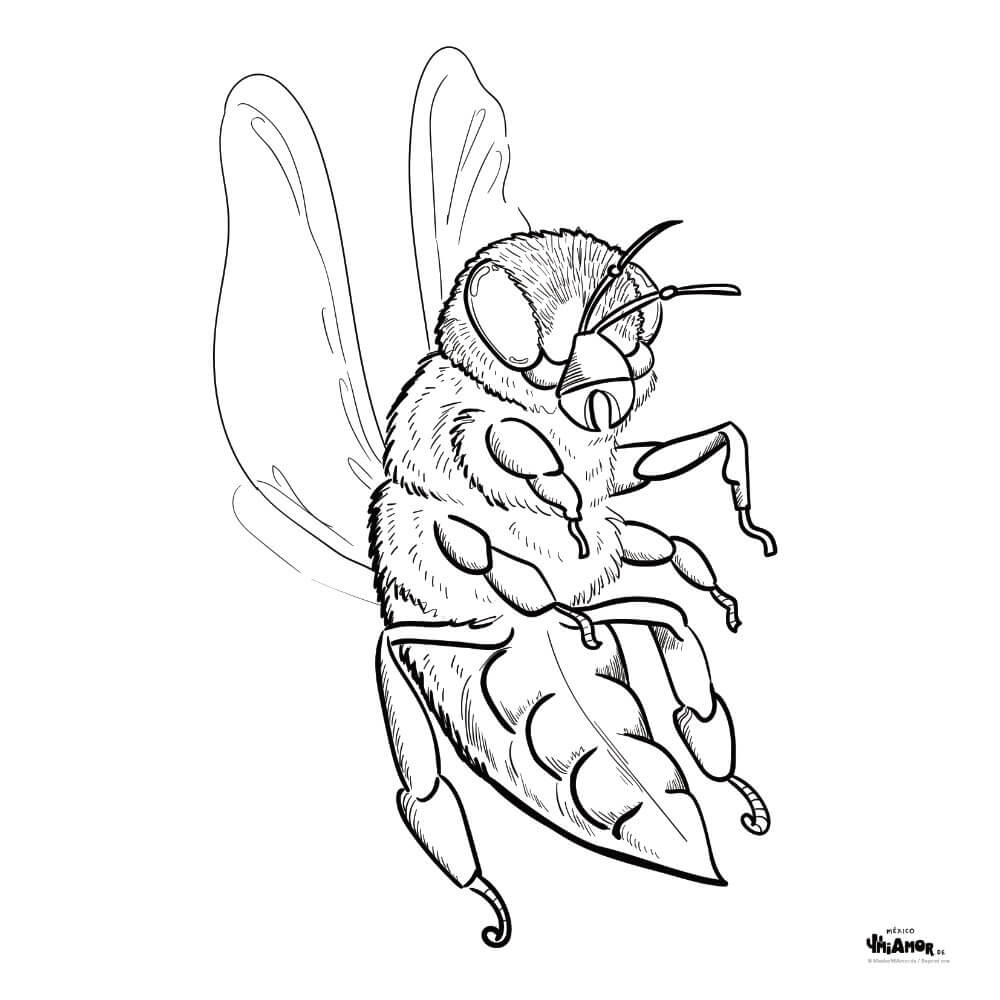 Zeichnung Ausmalbild Biene / Bee / Abeja